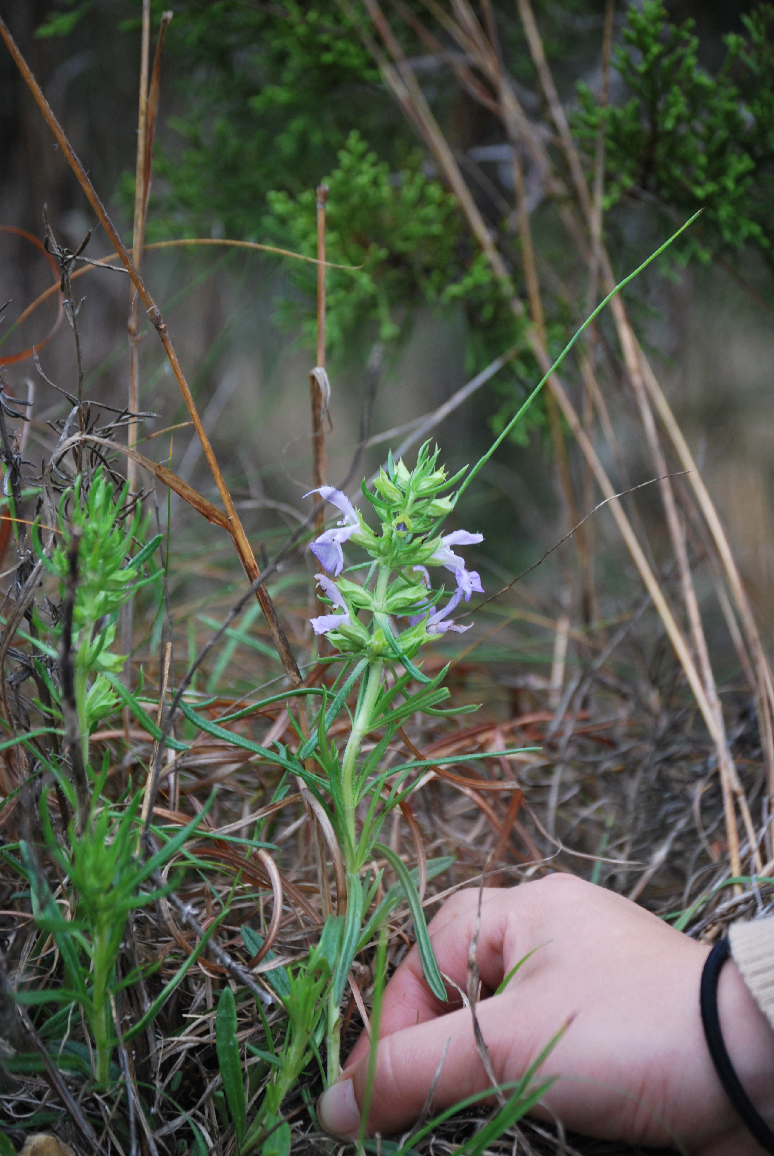 Habit